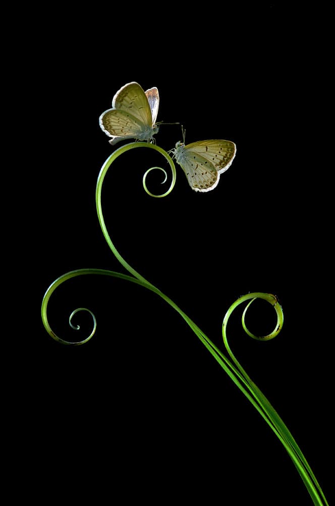 Graceful Butterflies on Stem by Edy Pamungkas — canvas wall art