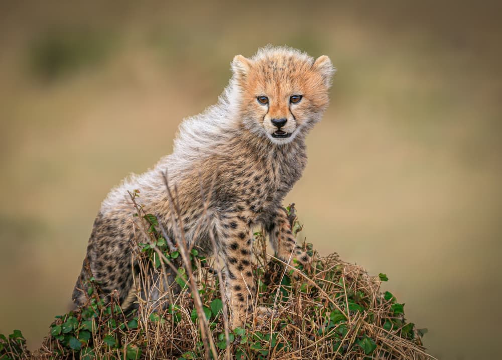 Curious Cheetah Cub by Jeffrey C. Sink — canvas wall art