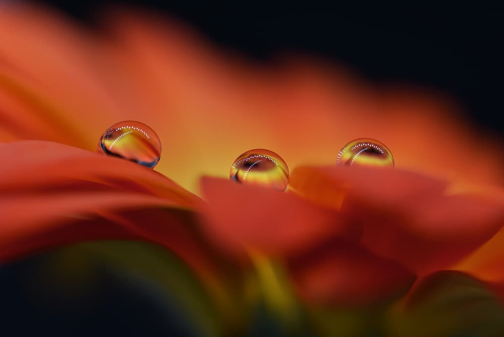 Vibrant Flower Water Drops by Heidi Westum — canvas wall art