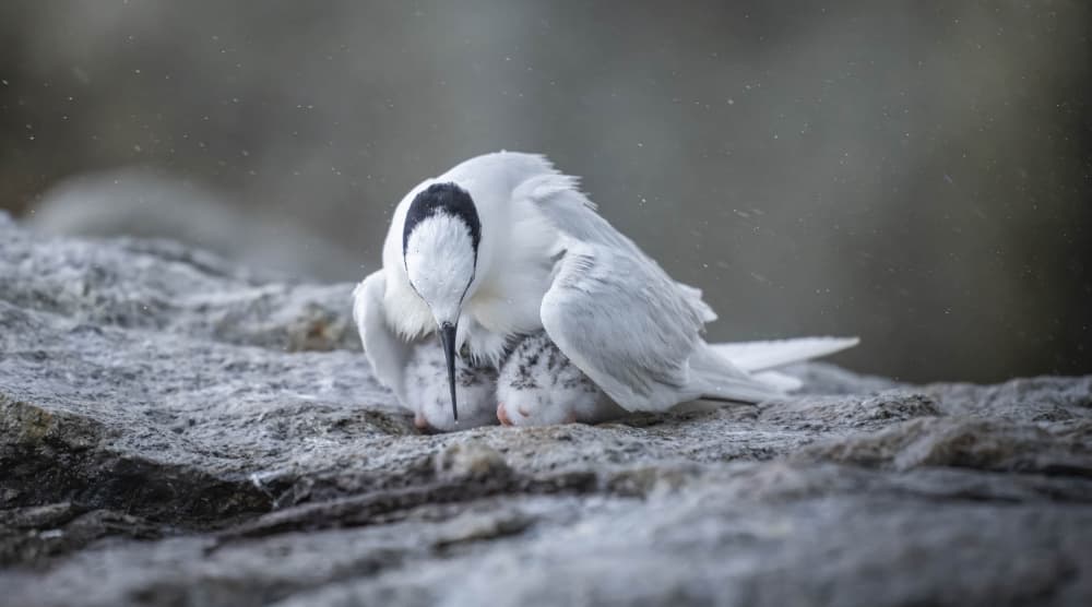 Protective Tern Family by Joseph Ng — canvas wall art