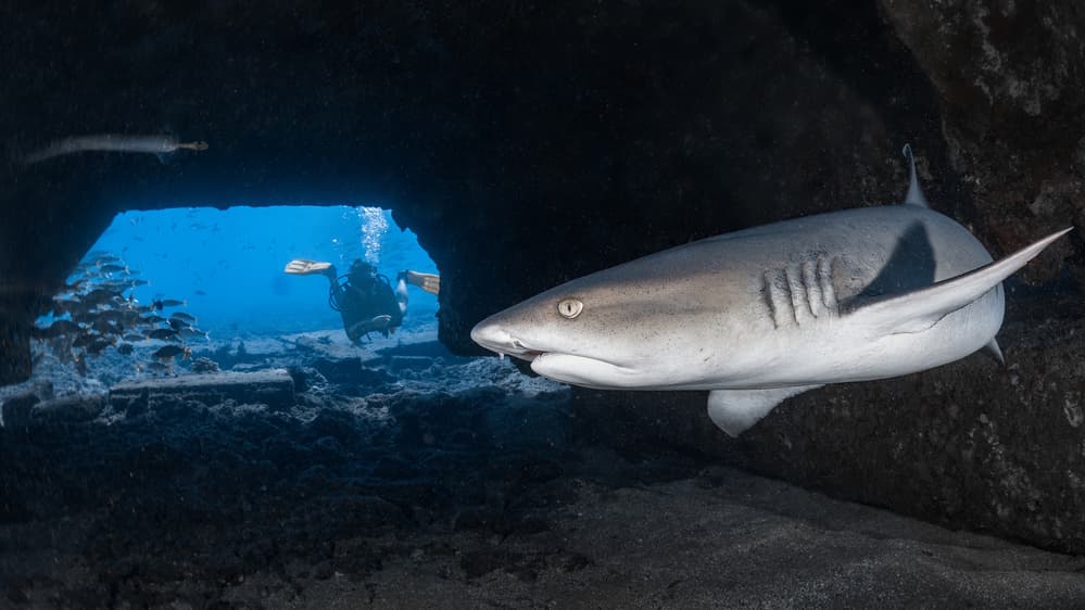 Cave Shark And Diver by Jennifer Lu — canvas wall art