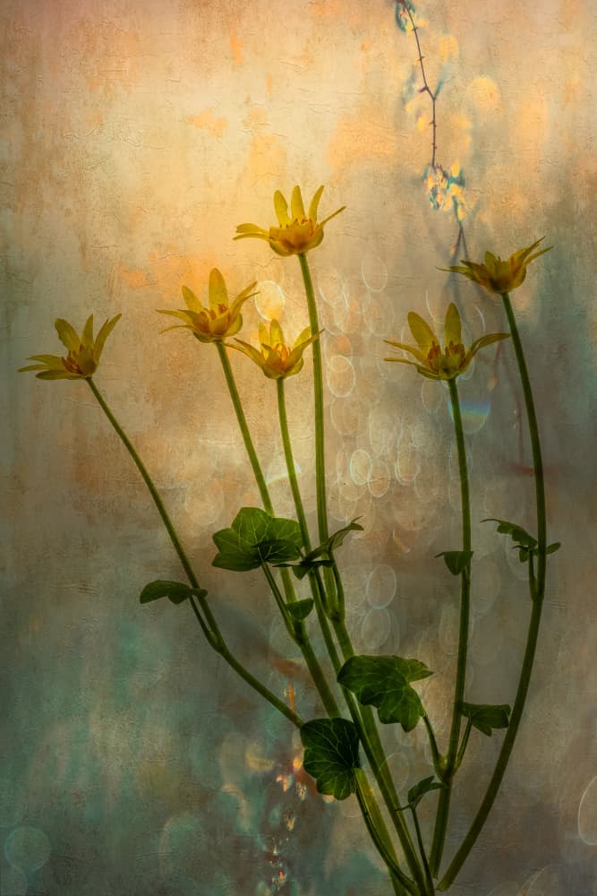 Dreamy Yellow Blooms by Hilda van der Lee — canvas wall art