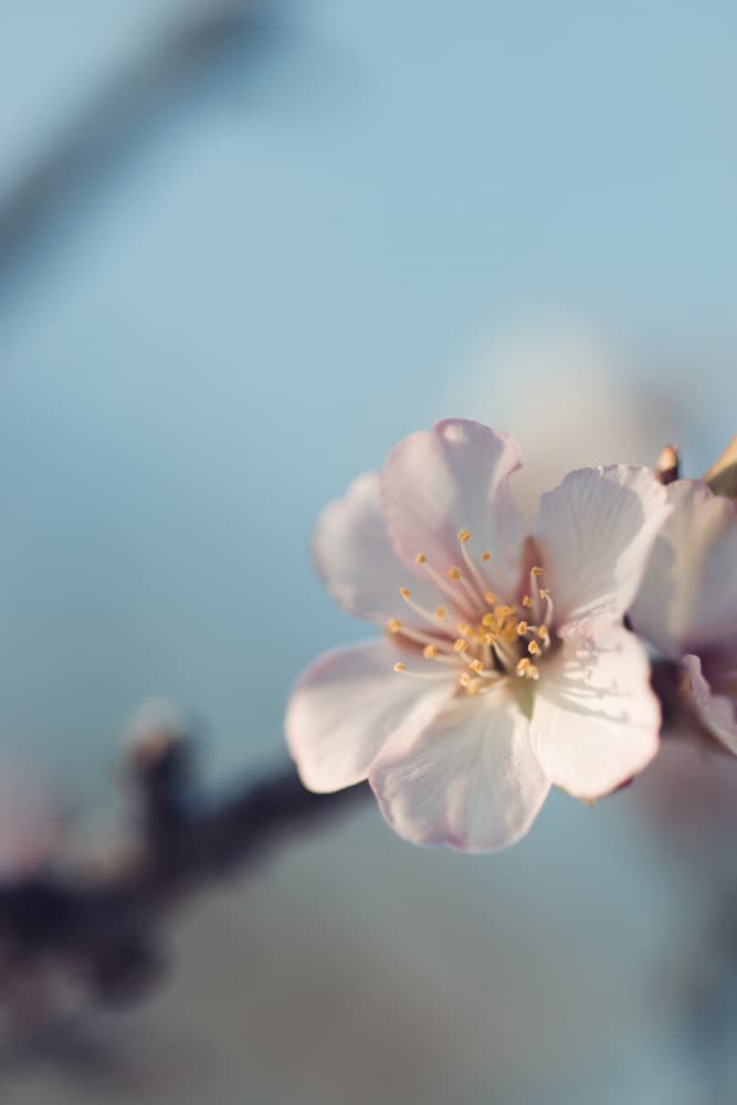 Soft Pink Blossom by Javier Pardina — canvas wall art