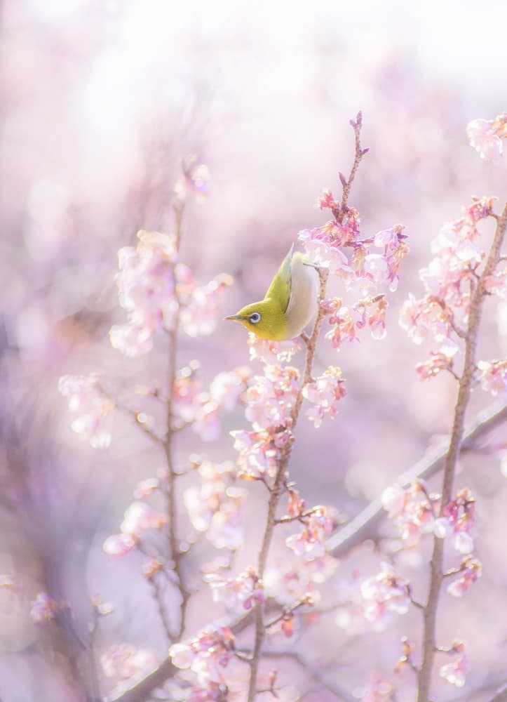 White-eye Cherry Blossoms by Takashi Suzuki — canvas wall art