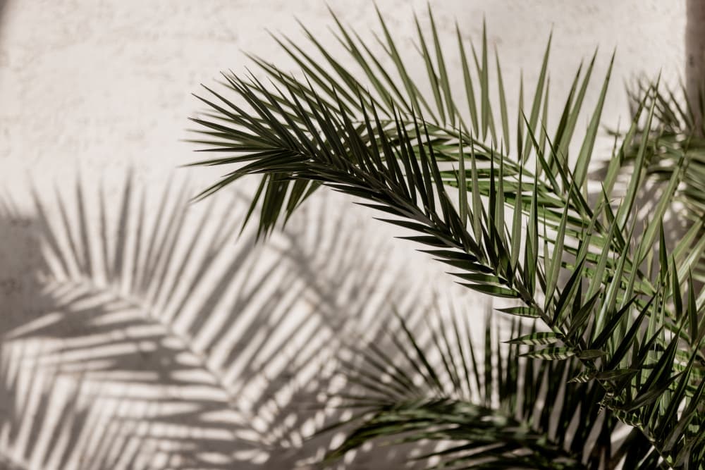 Summer Shadows 8 by Mareike Böhmer — canvas wall art