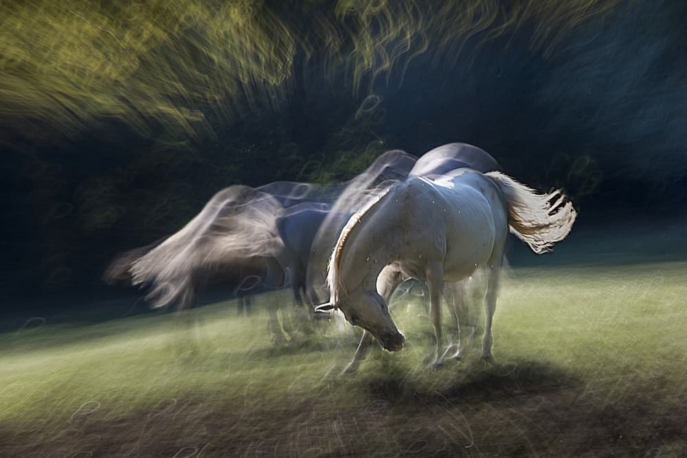 Fluid Horse Movement by Milan Malovrh — canvas wall art