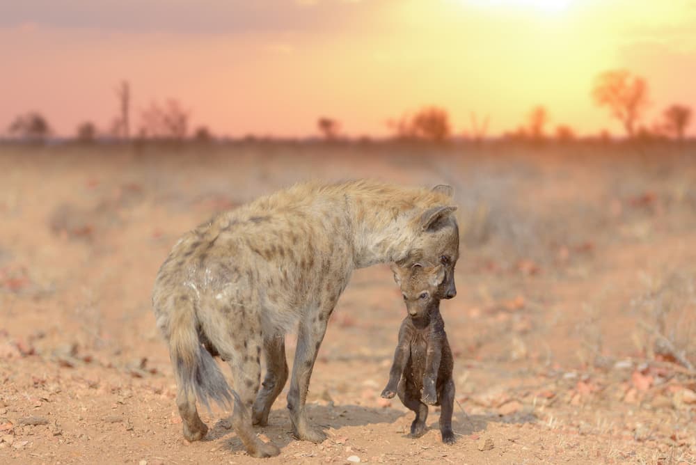 Mother Hyena Cub by Ozkan Ozmen / Big Lens Adventures — canvas wall art