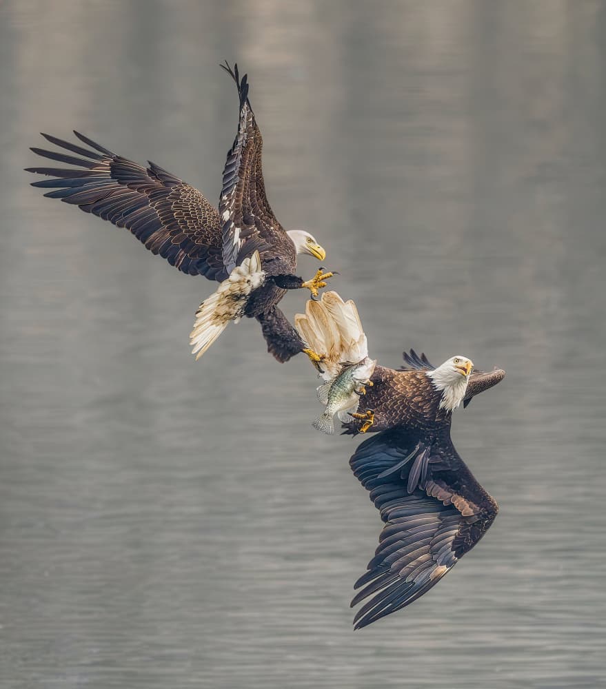 Eagles Battle Over Fish by Yunqiang Li — canvas wall art