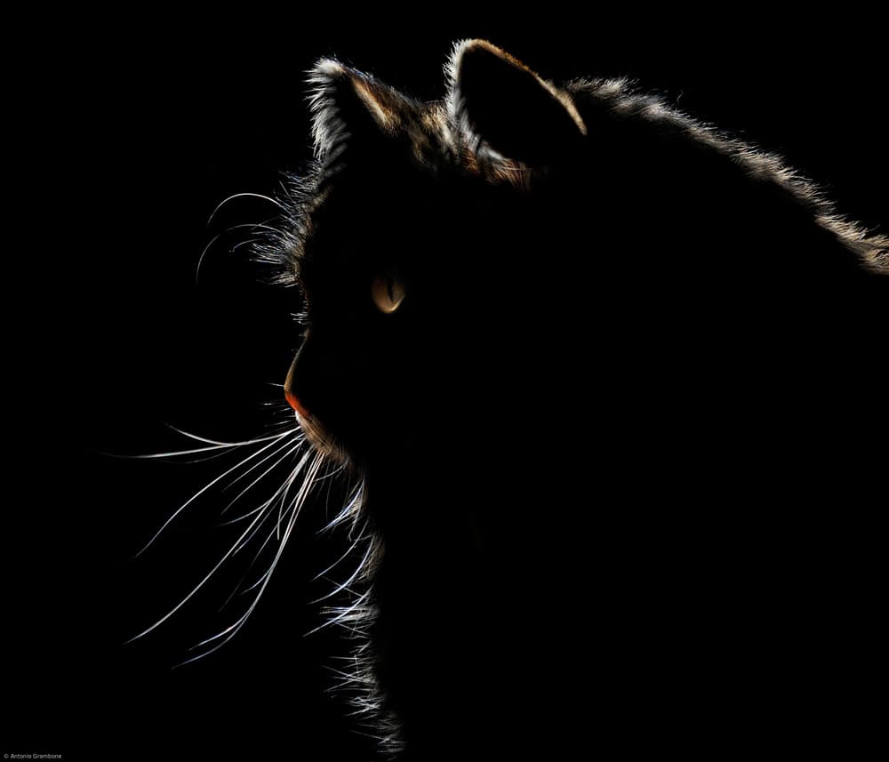 Black Cat Glowing Eyes by Antonio Grambone — canvas wall art