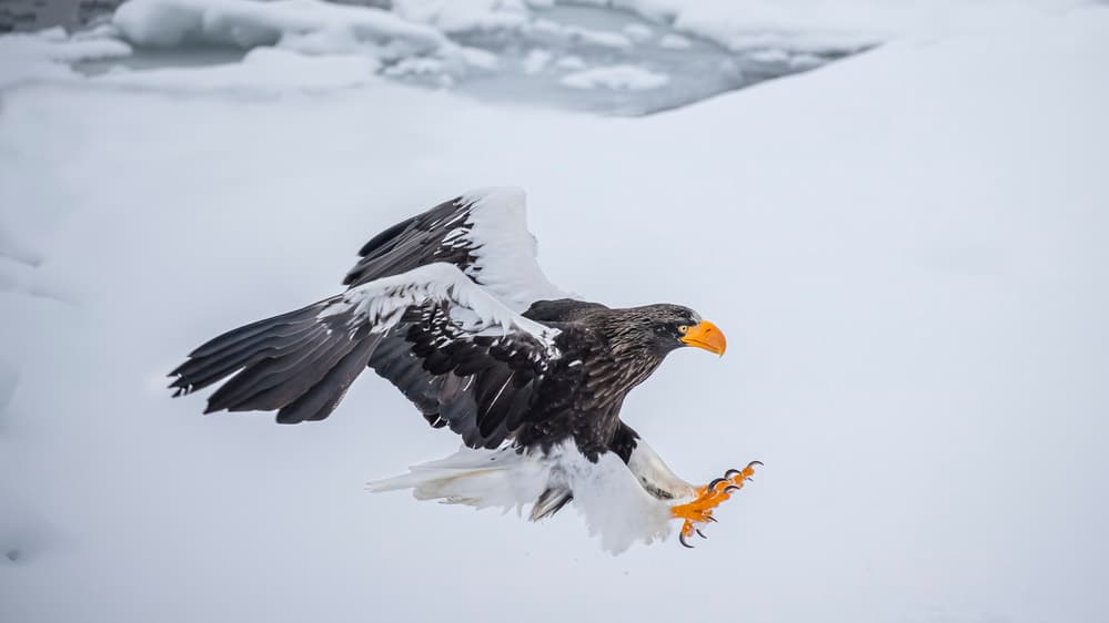 Steller's Eagle Flight by Fion Wong — canvas wall art