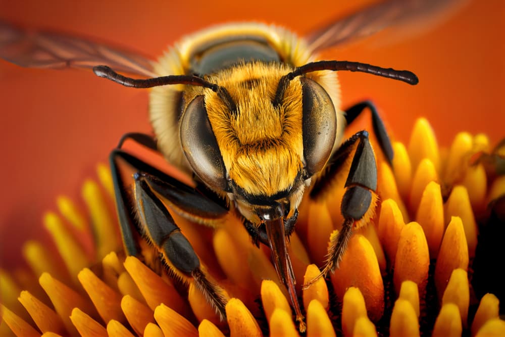 Golden Bee Nectar by Marcel Egger — canvas wall art