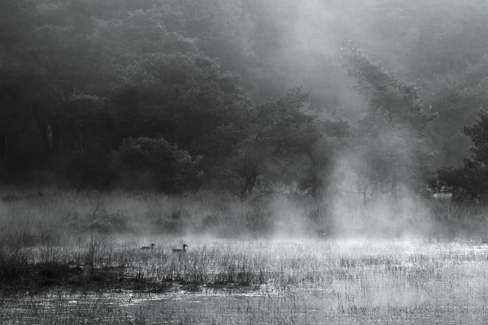 Ducks in Morning Mist by Vincent Croce — canvas wall art