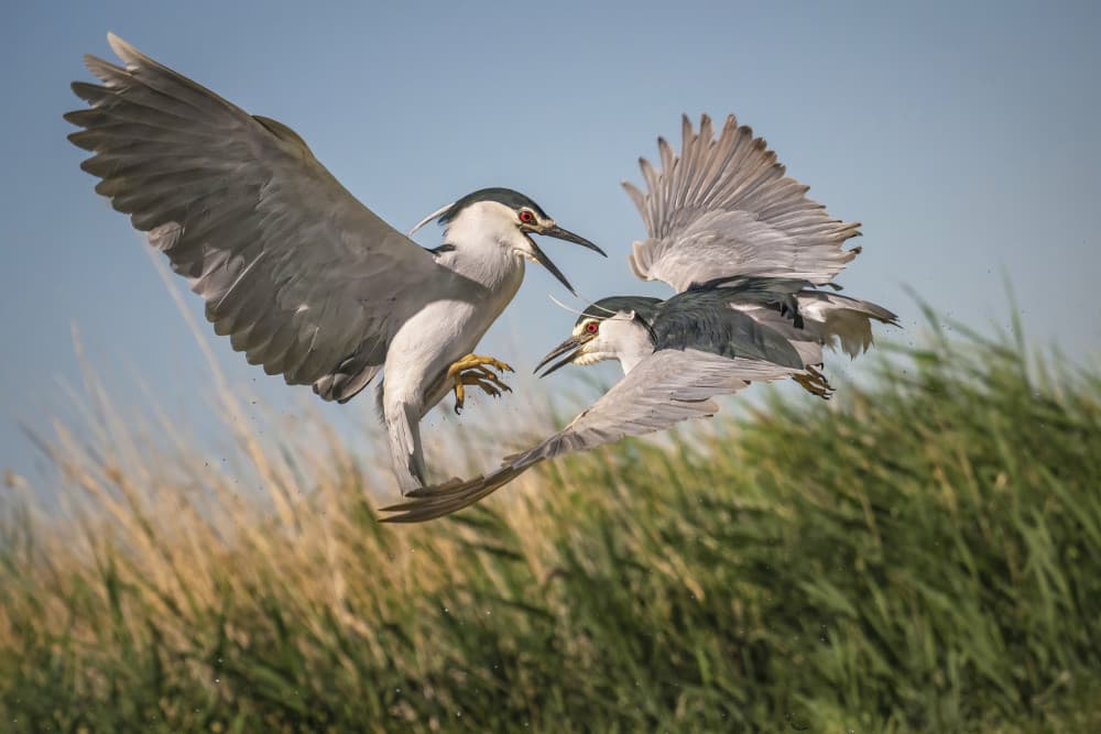 Battling Night Herons by Mei Hu — canvas wall art