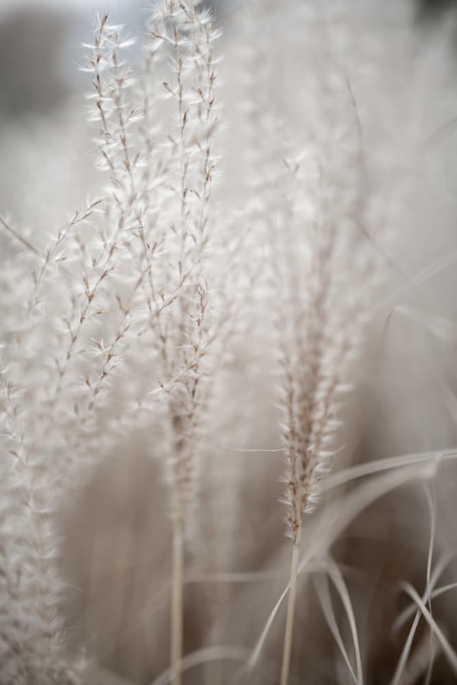 Grass 18 by Mareike Böhmer — canvas wall art