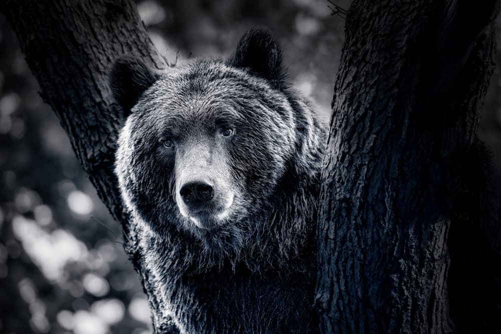 Intense Forest Bear by Lee Kershaw — canvas wall art