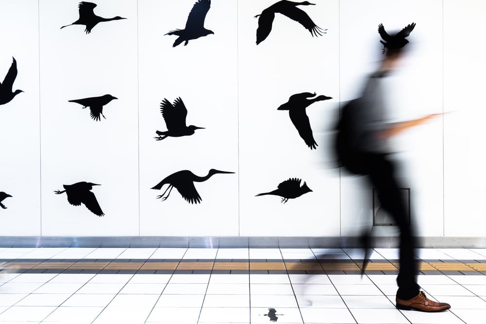 Motion Among Birds by Tetsuya Hashimoto — canvas wall art