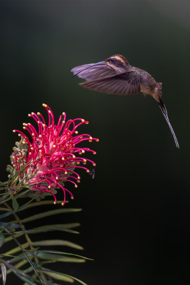Vibrant Hummingbird Flight by GENNARO DI NOTO — canvas wall art