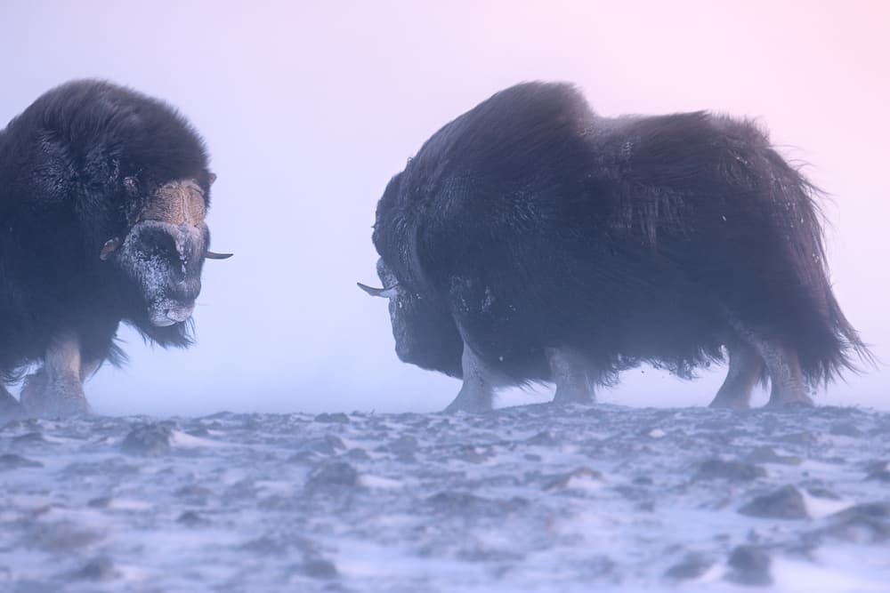 Musk Oxen in Winter Fog by Sebastian Mastahac — canvas wall art