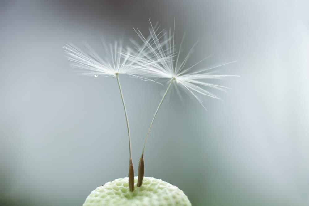 Delicate Dandelion Seeds by Penny Myles — canvas wall art