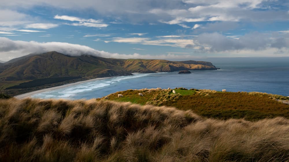Sheep on Coastal Hills by Patrick Dessureault — canvas wall art