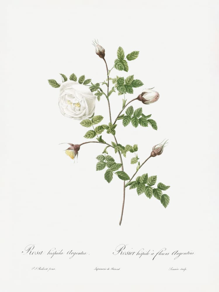 Silver Flowered Hispid Rose, Les Roses (1817–1824) by Pierre-Joseph Redoute — canvas wall art