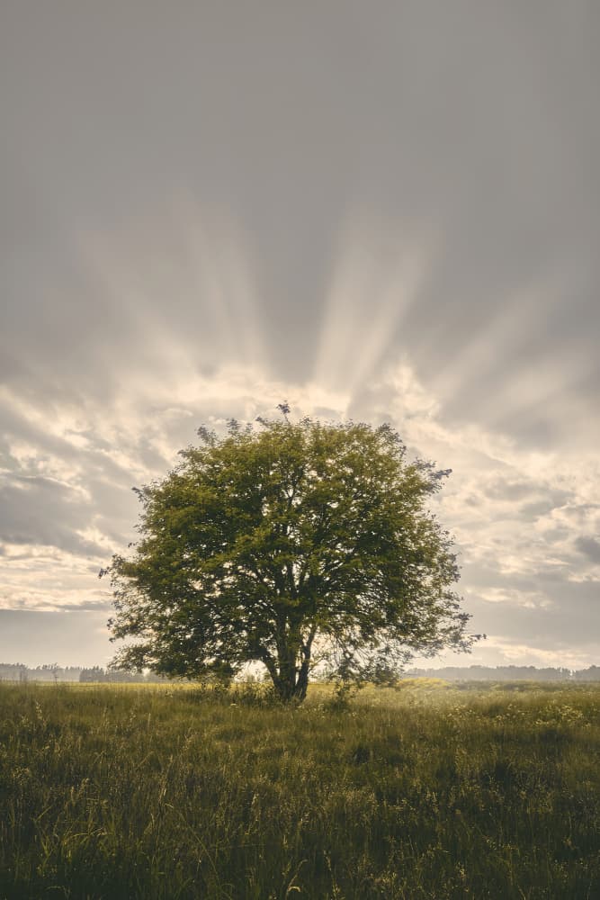 Lone Tree Sun Rays by Hamed Bank — canvas wall art
