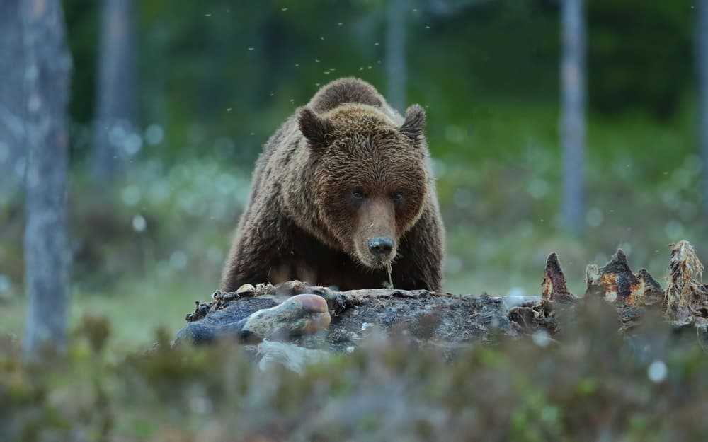 Forest Brown Bear by Assaf Gavra — canvas wall art
