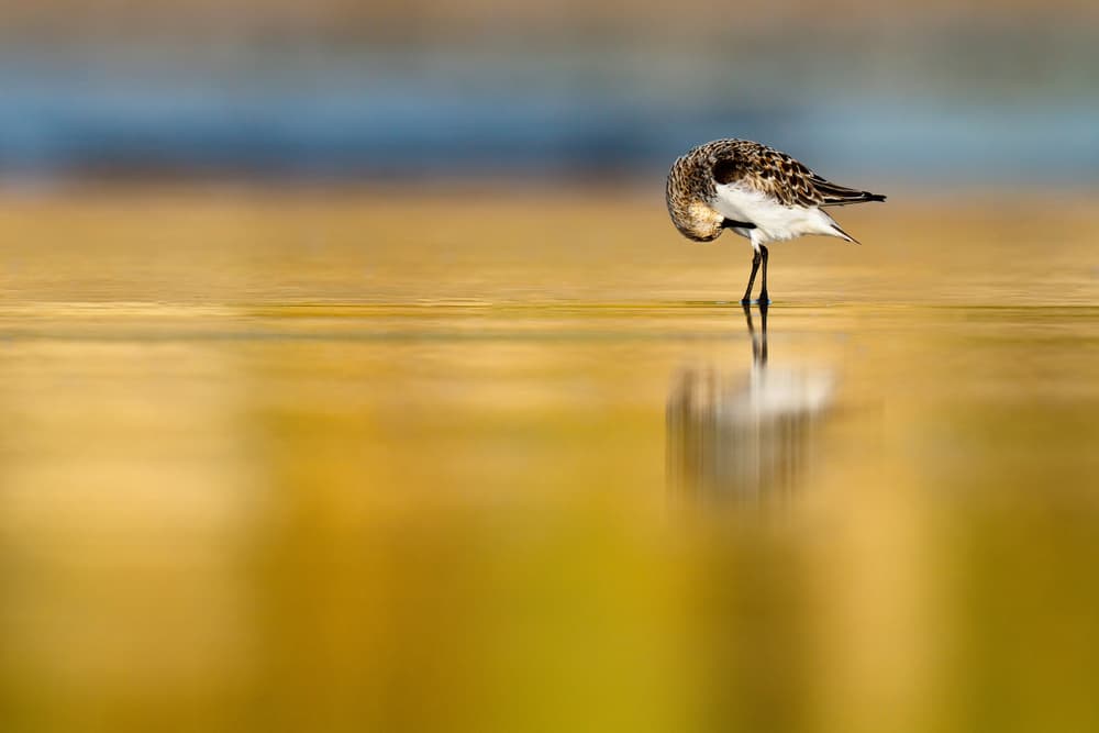 Preening Shorebird Reflection by Mario Suárez — canvas wall art