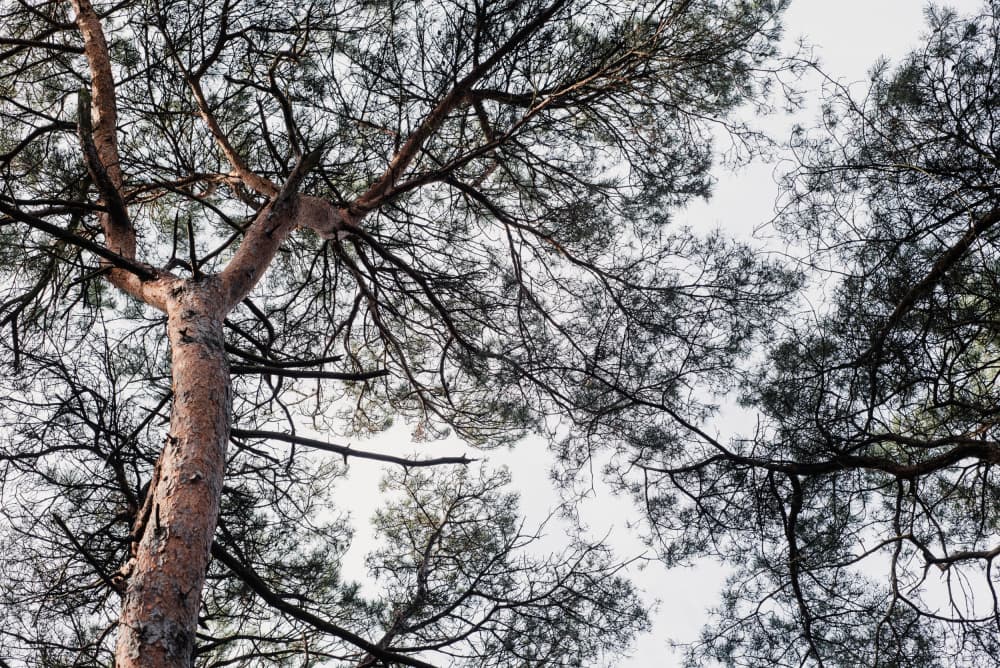 Pine Forest Canopy View by Imaginative — canvas wall art