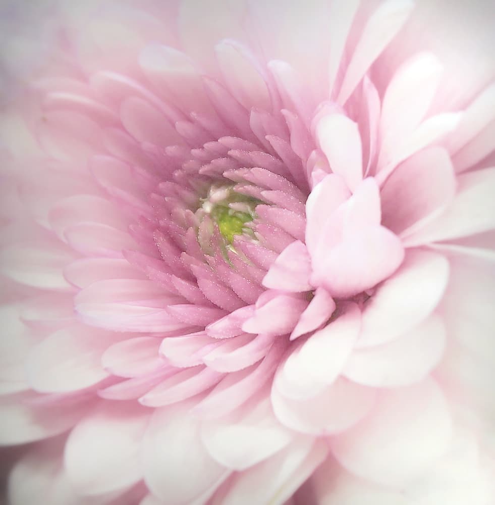 Soft Pink Bloom by Benyamin Riahy — canvas wall art