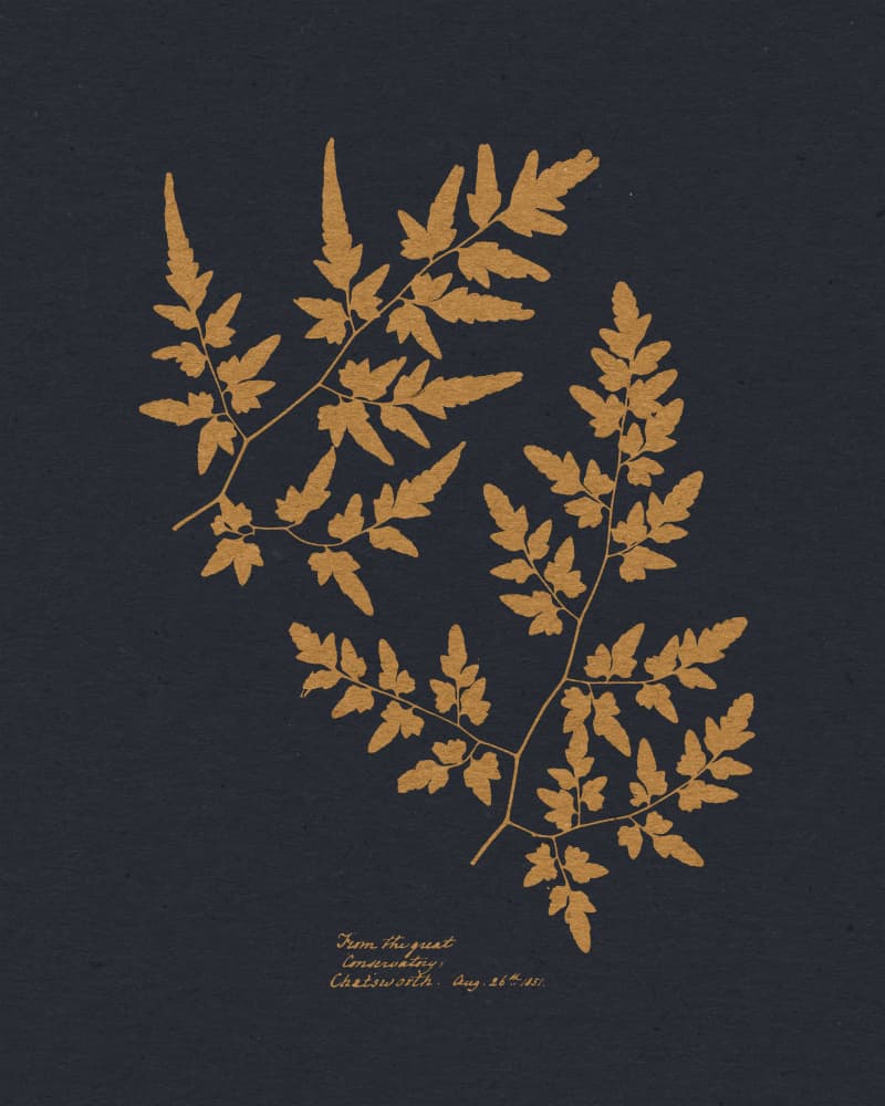 Golden Fern Fronds by Wild Violets — canvas wall art