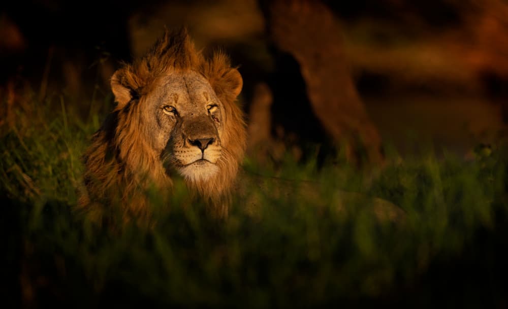 Regal Lion Portrait by Amnon Eichelberg — canvas wall art