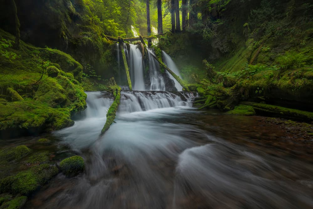 Lush Forest Waterfall by James S. Chia — canvas wall art