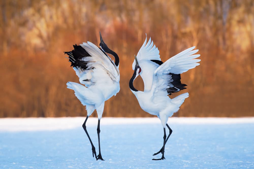 Dancing Red-crowned Cranes by C. Mei — canvas wall art