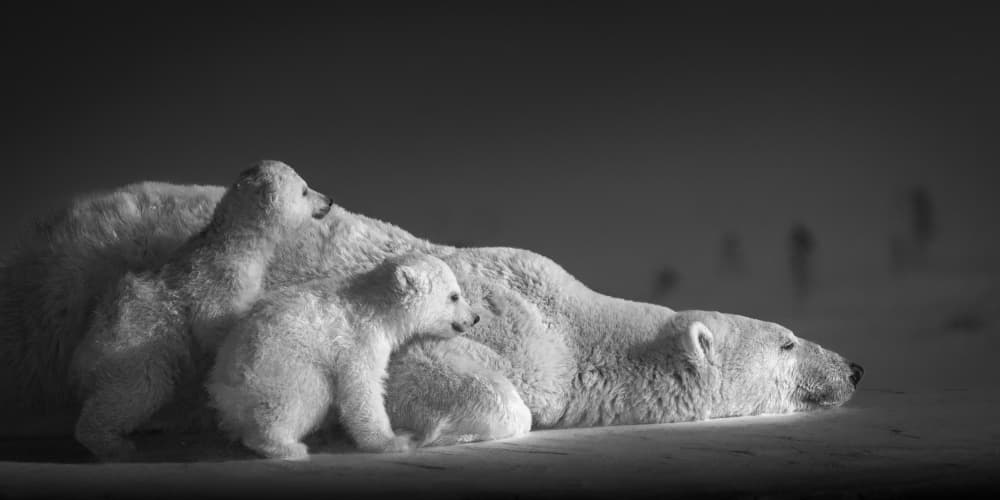 Tender Arctic Family by Hung Tsui — canvas wall art