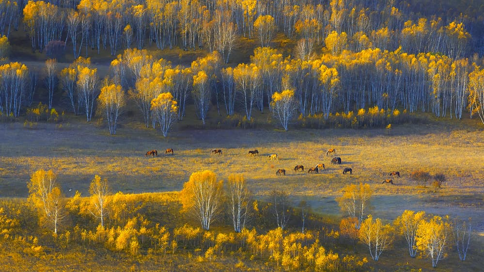 Golden Autumn Horses by Hua Zhu — canvas wall art