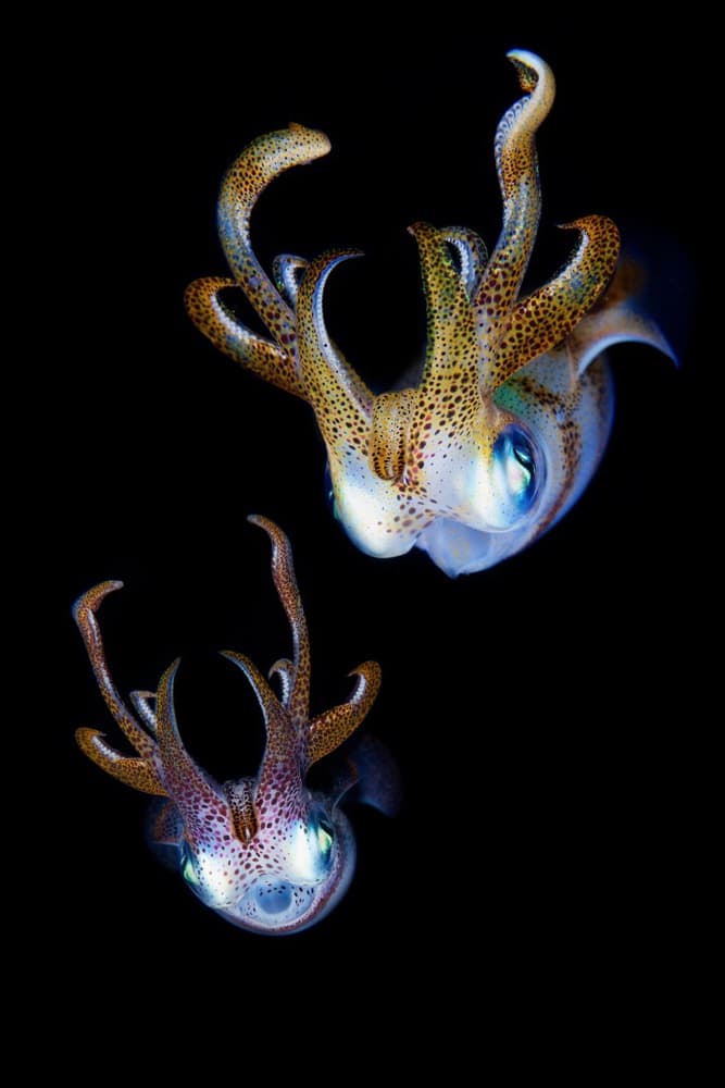 Colorful Deep Sea Squids by Andrey Narchuk — canvas wall art