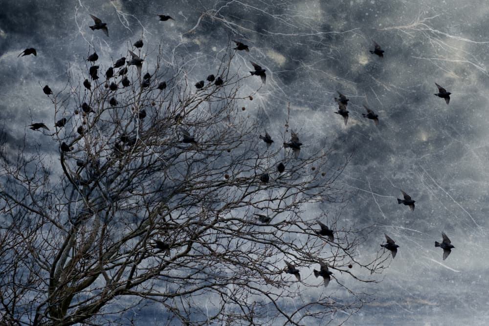 Winter Tree and Crows