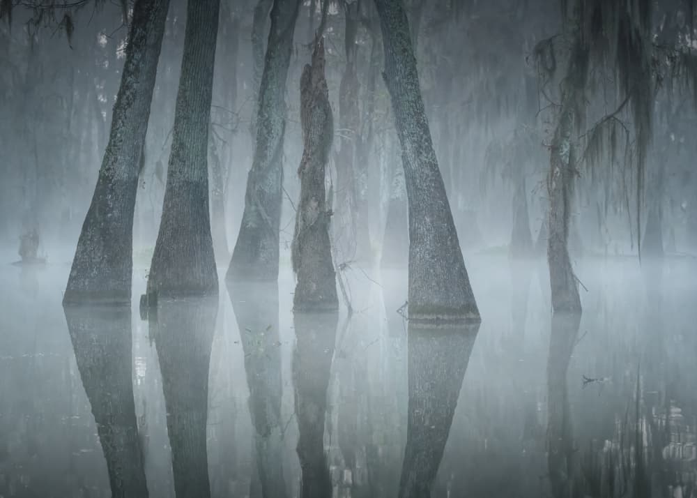 Misty Cypress Reflections by Willa Wei — canvas wall art