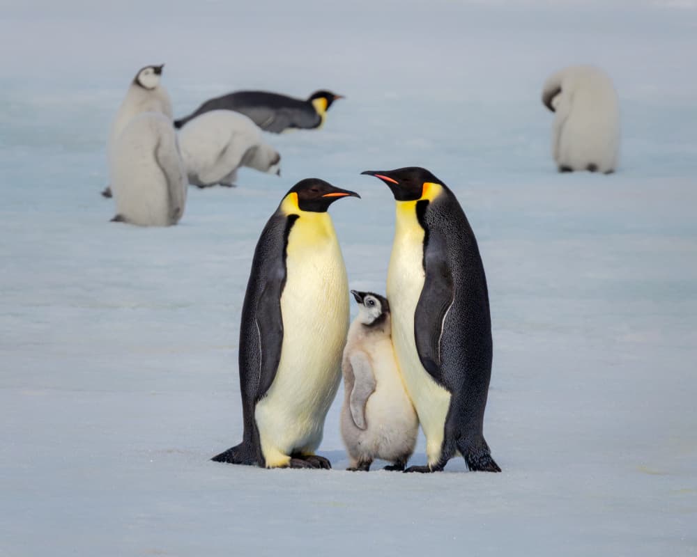 Emperor Penguin Family by Siyu_Wei APA — canvas wall art