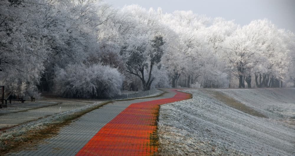 Frosted Trees Red Path by Jacek Stefan — canvas wall art