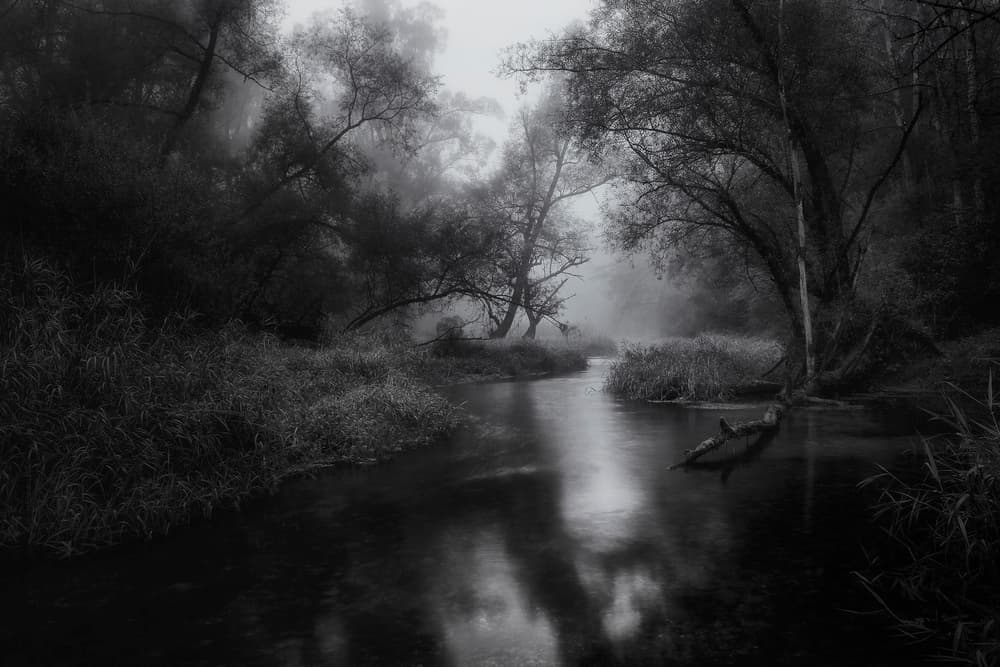 Misty Forest River by Norbert Maier — canvas wall art
