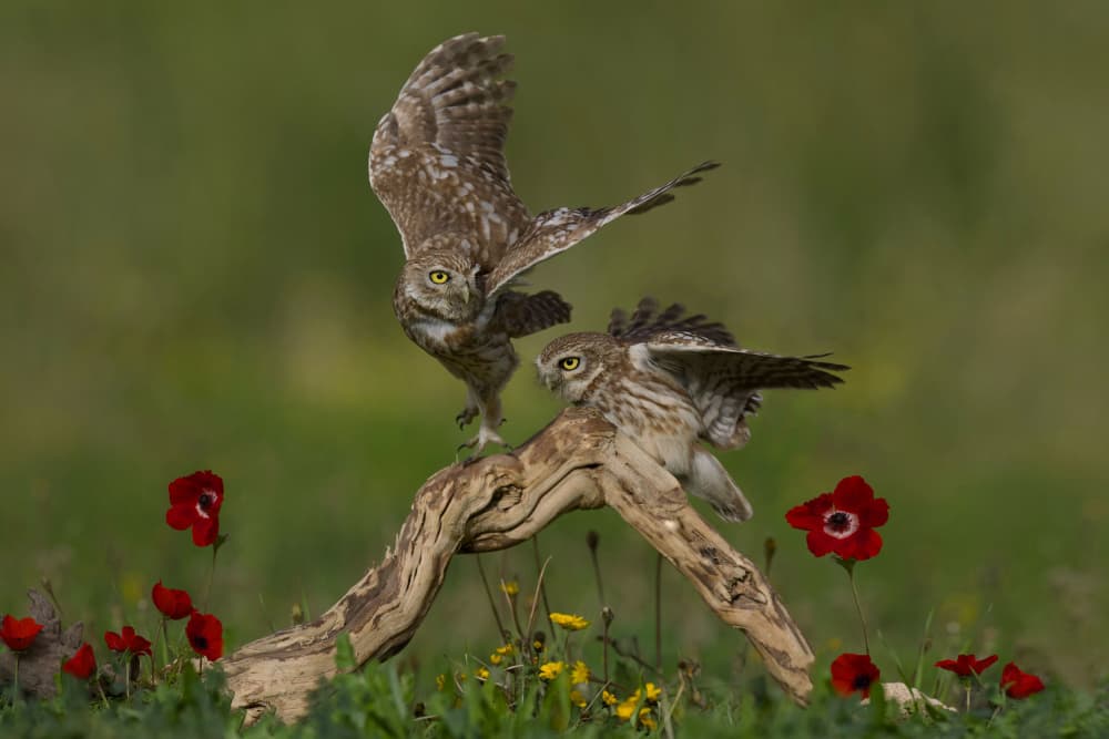 Little Owls Landing by David Manusevich — canvas wall art