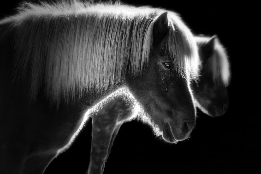 Glowing Horses Profile by Nic Keller — canvas wall art