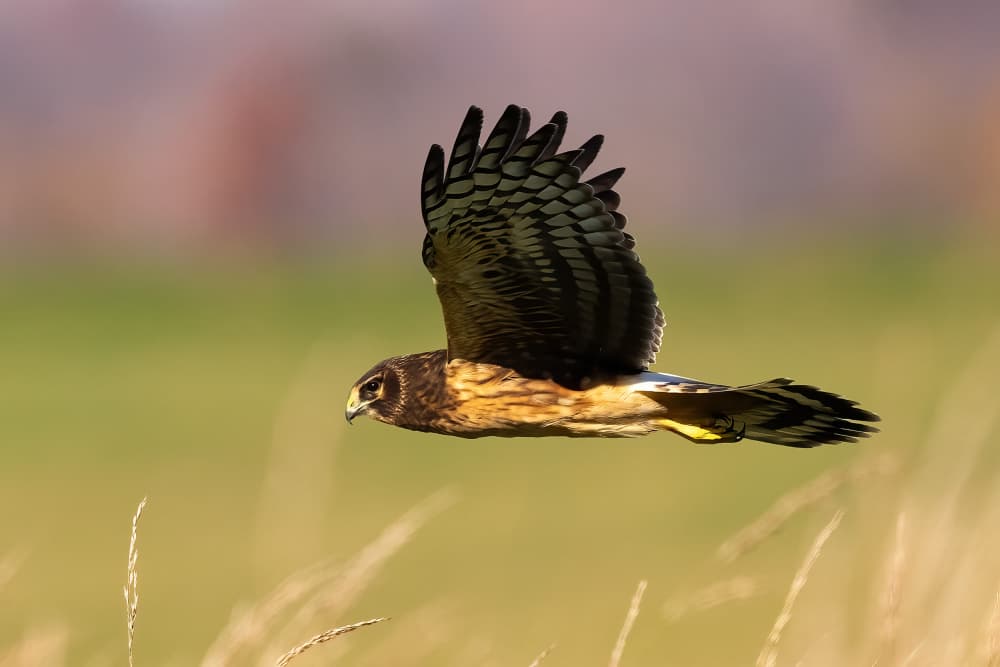 Majestic Hawk In Flight by Robert Zhang — canvas wall art