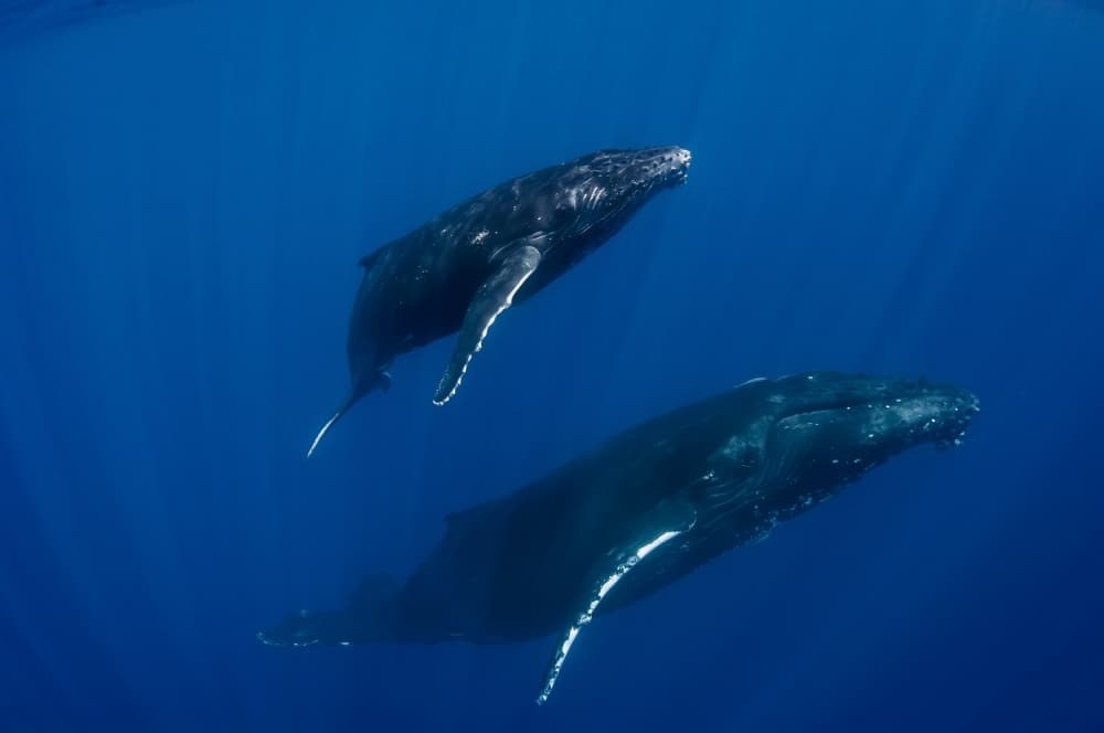 Humpback Whale Pair by Cédric Péneau — canvas wall art
