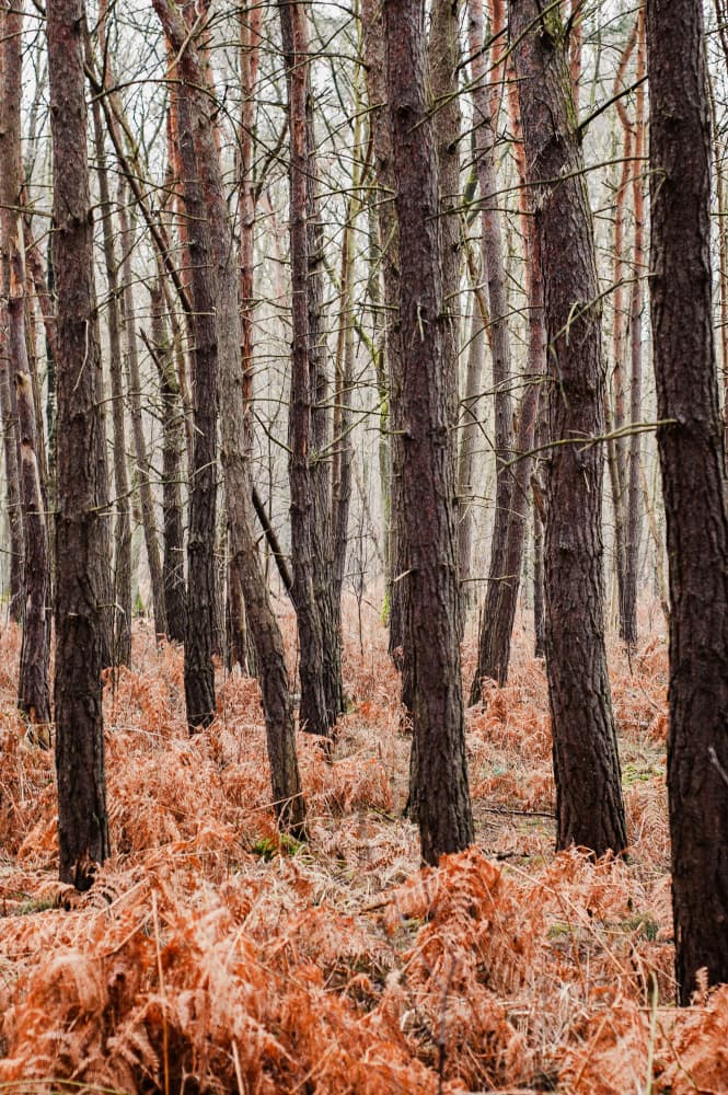 Pine Forest Ferns by Photolovers — canvas wall art