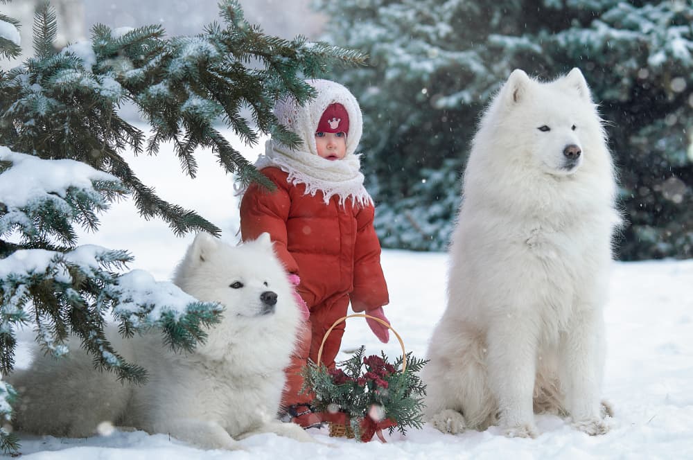Winter Child And Samoyeds by Andrii Kazun — canvas wall art