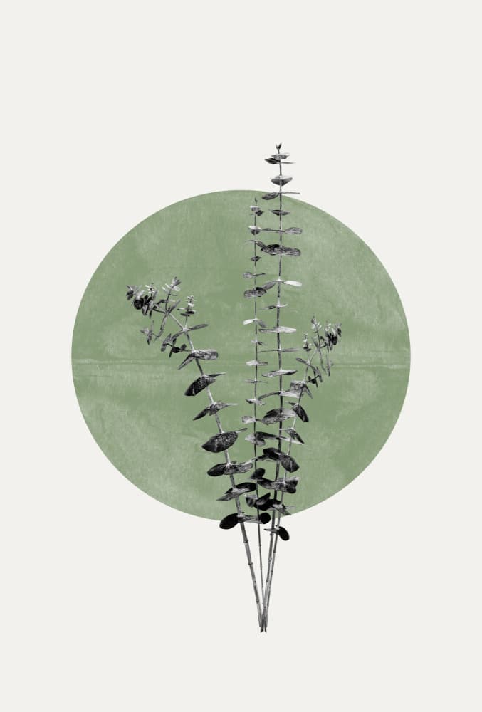 Nature's Echo by THE MIUUS STUDIO — canvas wall art