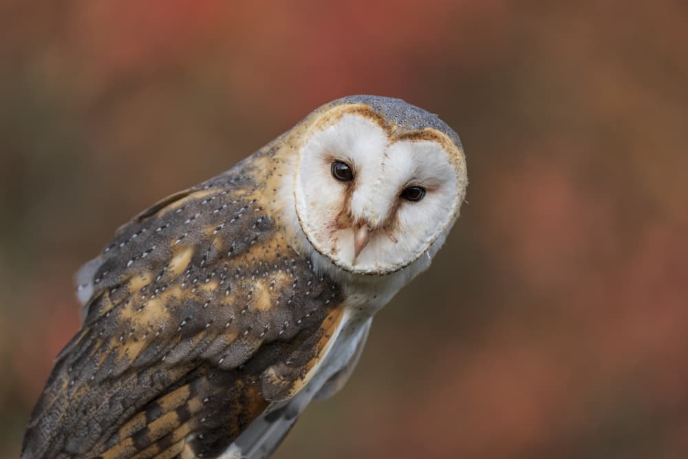 Barn Owl Portrait by Jose Curto — canvas wall art